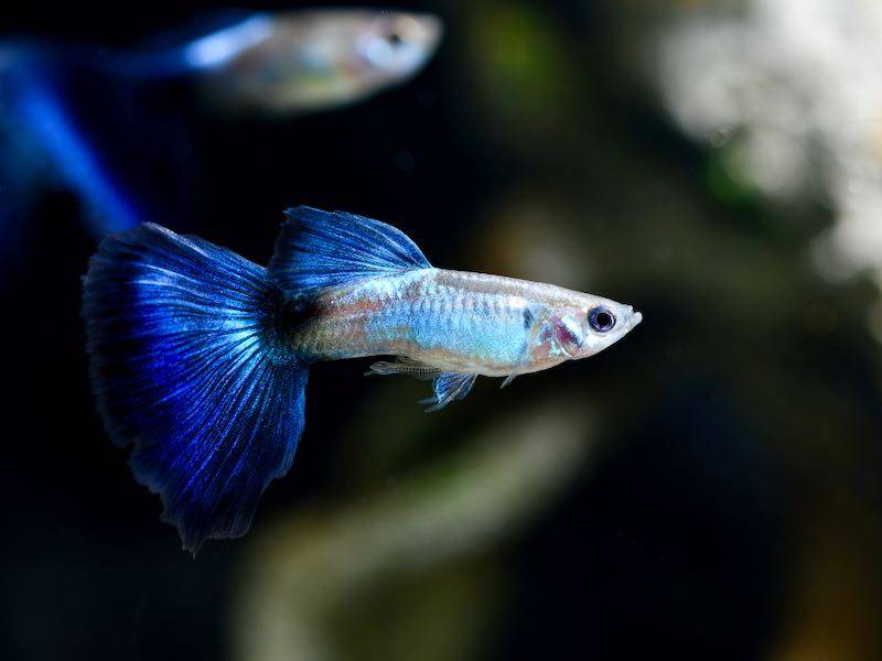 Guppy „Blue Queen“ (Poecilia reticulata) von Tiere außer Diskus