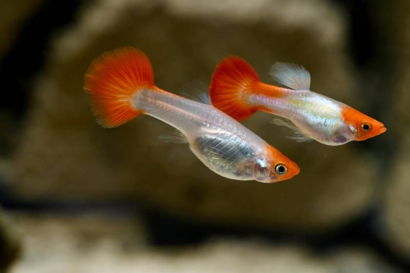 Guppy Koi (Poecilia reticulata var.) von Tiere außer Diskus