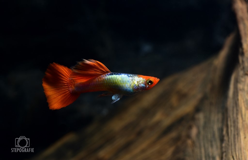 Guppy 'Koi Tuxedo' (Poecilia reticulata): Zuchtgruppe 2 M + 3 W von Tiere außer Diskus