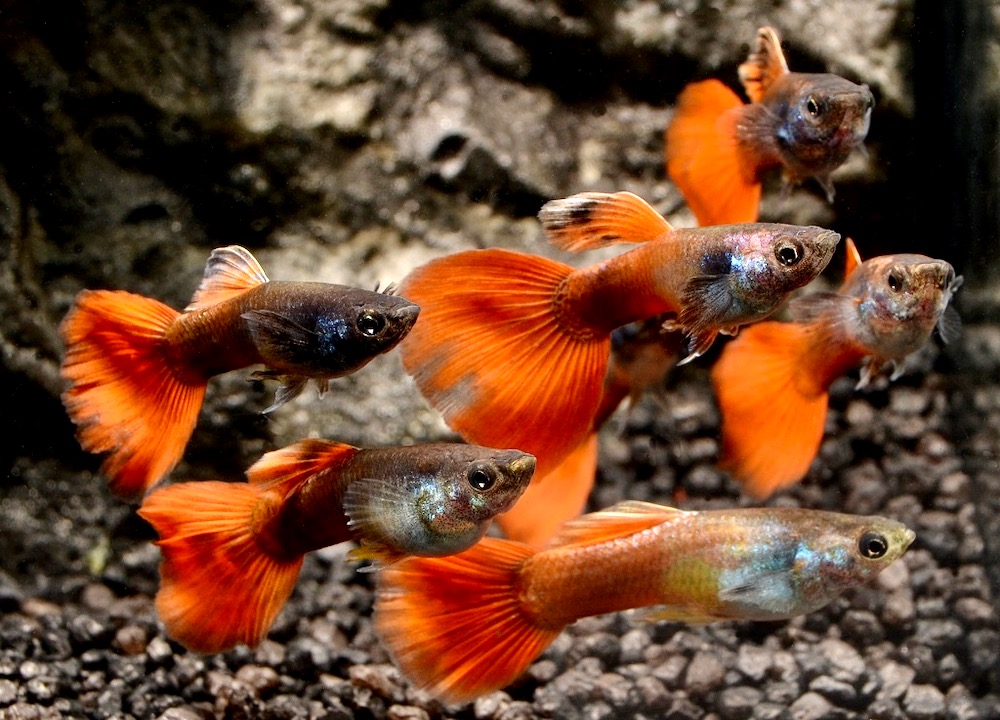 Guppy Red Chili (Poecilia reticulata var.) von Tiere außer Diskus
