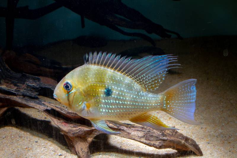 Heckels Buntbarsch (Acarichthys heckelii) von Tiere außer Diskus
