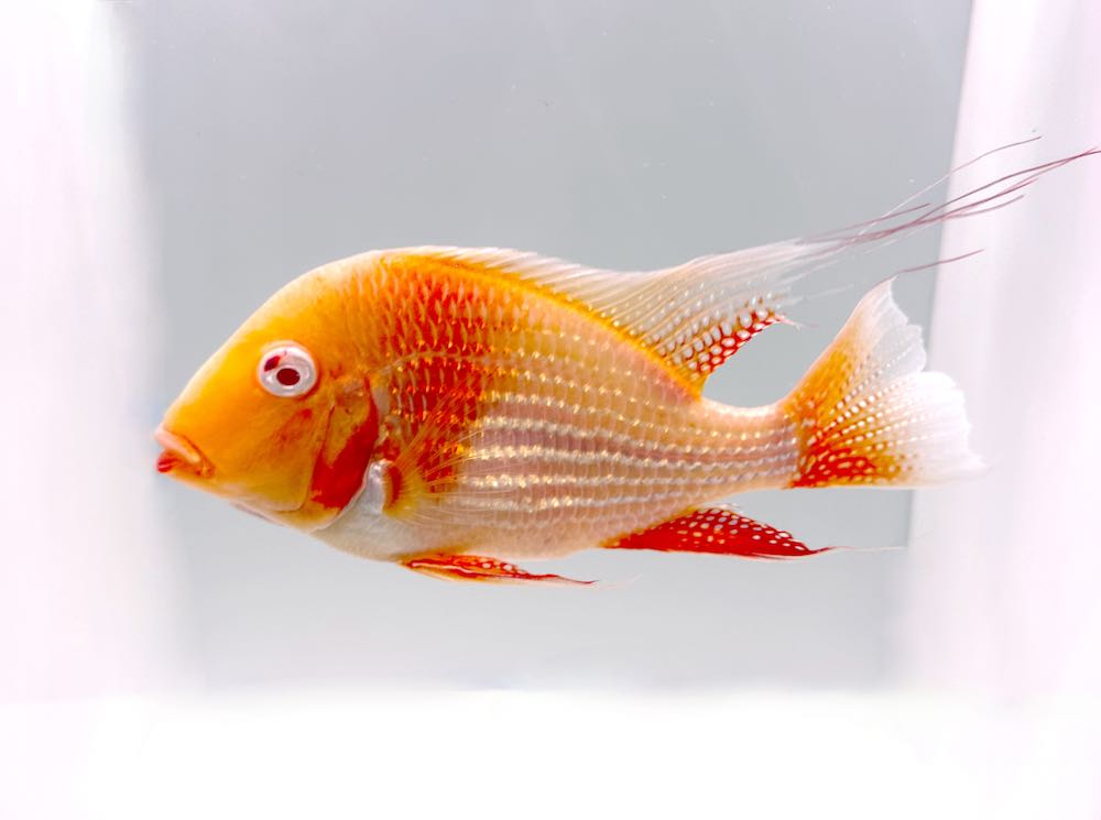 Heckels Buntbarsch albino (Acarichthys heckelii albino) von Tiere außer Diskus