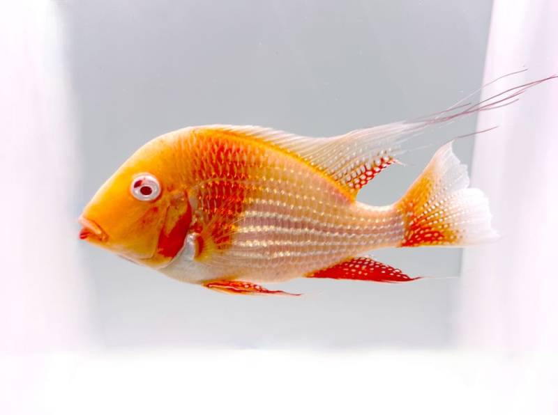 Heckels Buntbarsch albino (Acarichthys heckelii albino) von Tiere außer Diskus