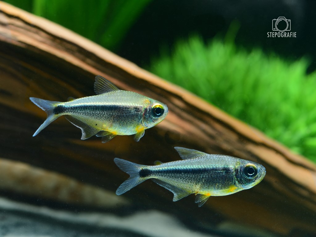 Heikos Leuchtaugensalmler (Moenkhausia heikoi) von Tiere außer Diskus