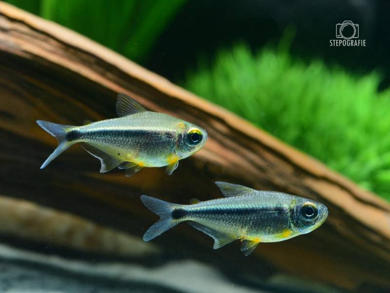 Heikos Leuchtaugensalmler (Moenkhausia heikoi) von Tiere außer Diskus