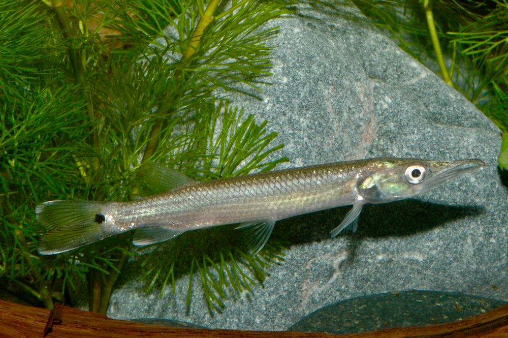 Hujeta Hechtsalmler NZ 5 cm (Ctenolucius hujeta) von Tiere außer Diskus