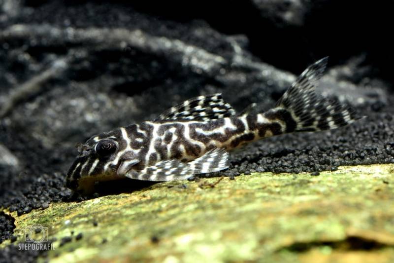 Iriri Schmucklinienharnischwels (L 236 Hypancistrus spec. DNZ) von Tiere außer Diskus