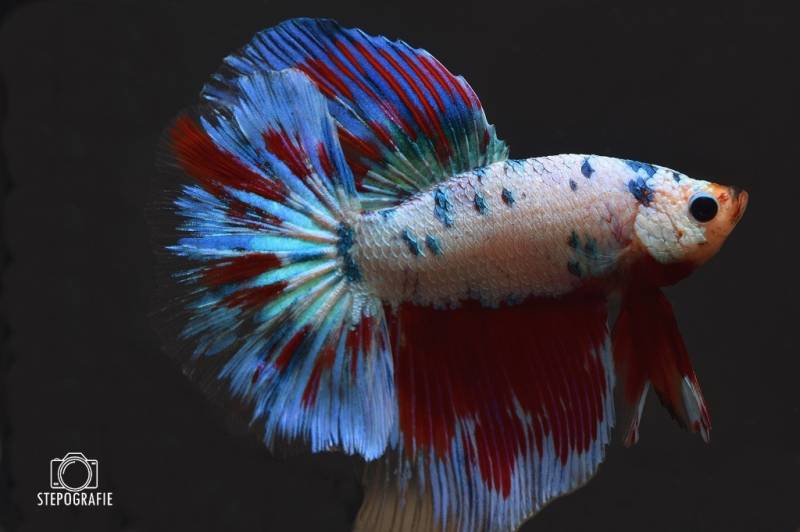 Koi Betta Longtail Kampffisch Männchen (Betta splendens) von Tiere außer Diskus