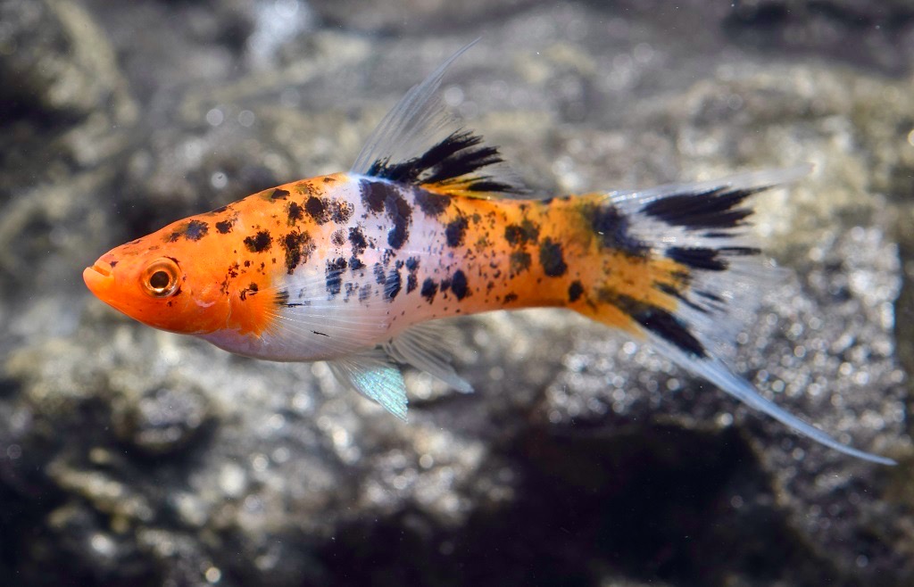 Koi Schwertträger Calico (Xiphophorus helleri): Zucht Trio: 1 M + 2 W von Tiere außer Diskus