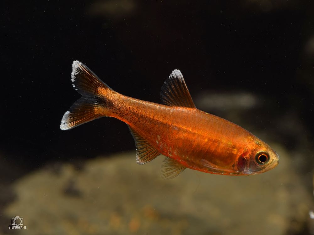 Kupfersalmler (Hasemania nana) von Tiere außer Diskus