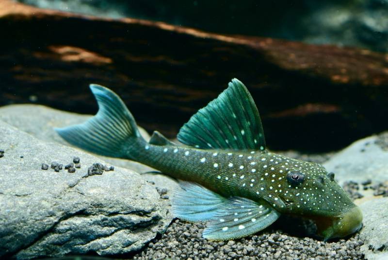 L 128 Blauer Phantomwels (Hemiancistus sp.) von Tiere außer Diskus