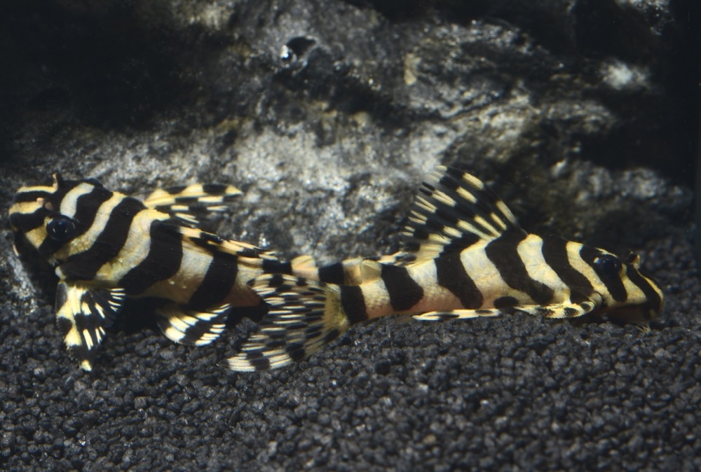 L 134 Rio Tapajos Zebra (Peckoltia compta) gestreifte Form von Tiere außer Diskus