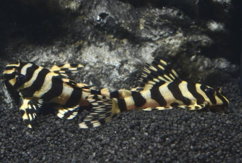 L 134 Rio Tapajos Zebra (Peckoltia compta) gestreifte Form von Tiere außer Diskus