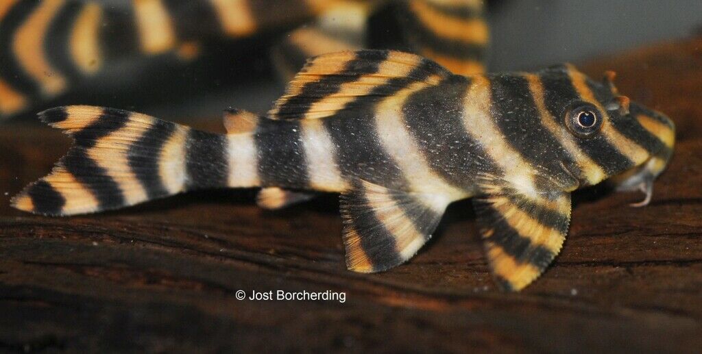 L 80 Tiger Zwergschilderwels (Peckoltia sp 'L080') von Tiere außer Diskus