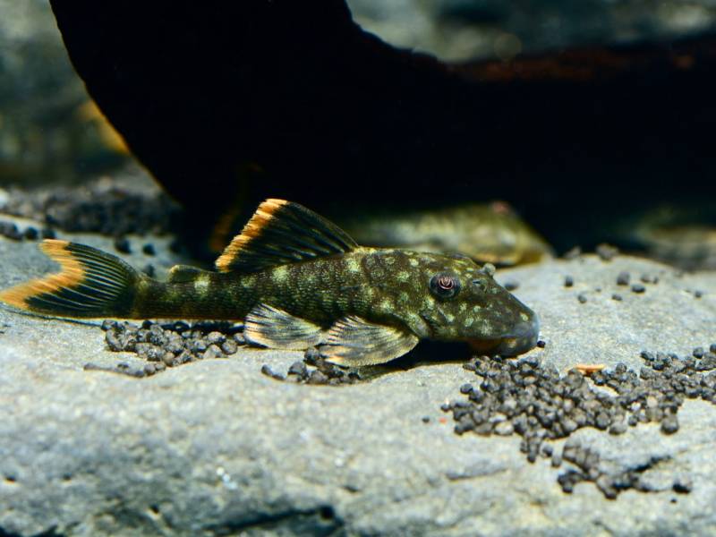 L106 Orinoko-Guyanaharnischwels (Guyanancistrus guahiborum.) von Tiere außer Diskus