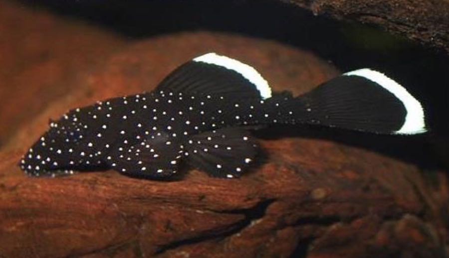 L183 Weißsaum Ancistrus ( Ancistrus dolichopterus var.'L183') von Tiere außer Diskus