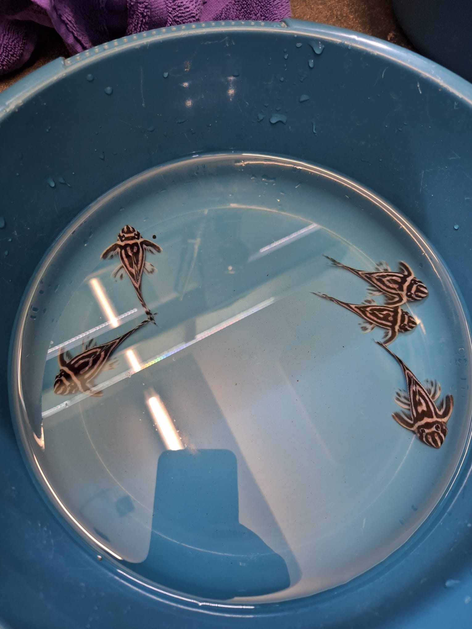 L46 Zuchtgruppe: 1 M und 4 W von Tiere außer Diskus