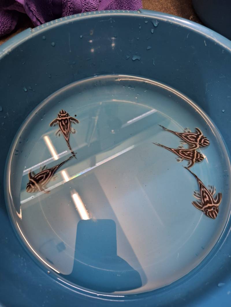 L46 Zuchtgruppe: 1 M und 4 W von Tiere außer Diskus