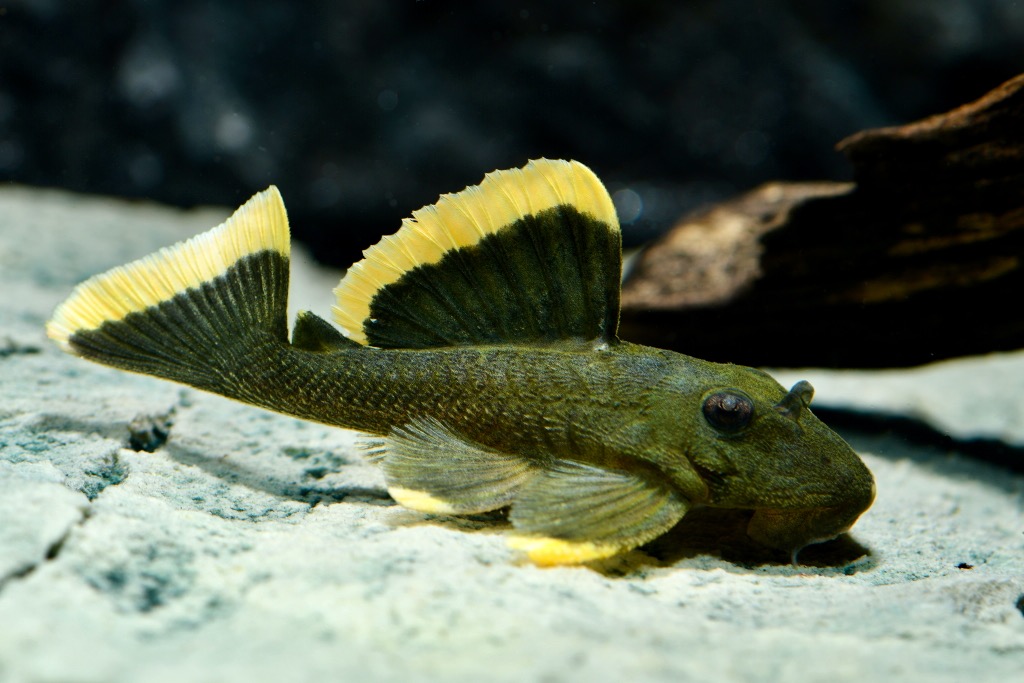 L47 Prachtharnischwels (L047 Baryancistrus chrysolomus) von Tiere außer Diskus