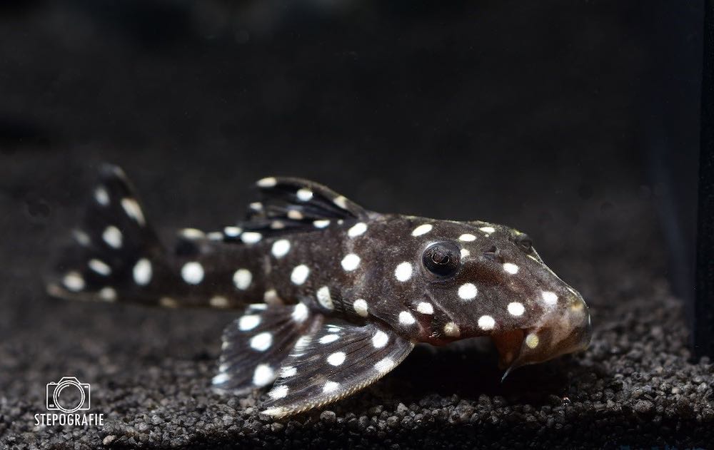 LDA 33 / L142 Snowflake Pleco (Baryancistrus spec. snowflake) von Tiere außer Diskus