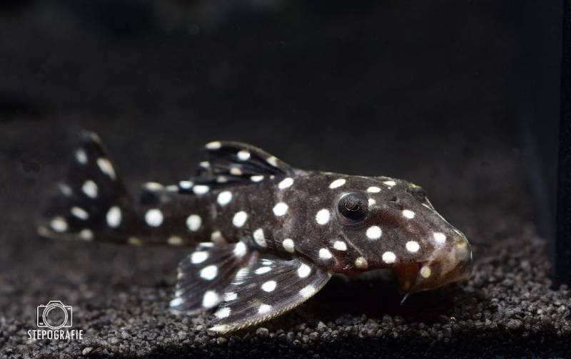 LDA 33 / L142 Snowflake Pleco (Baryancistrus spec. snowflake) von Tiere außer Diskus