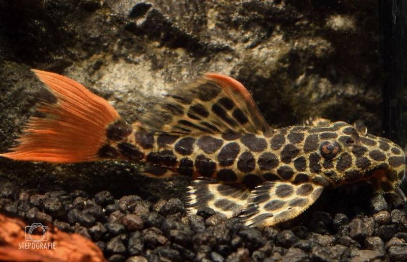 Leopard Kaktuswels (L 114 Pseudacanthicus leopardus) von Tiere außer Diskus