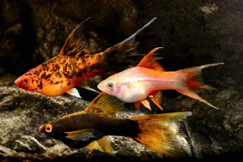 Lyretail-Schwertträger mix (Xiphophorus helleri) von Tiere außer Diskus