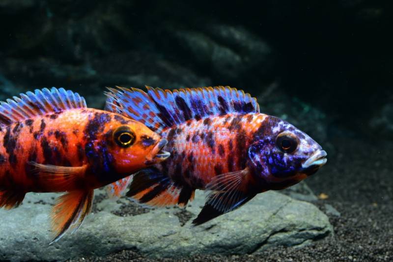 Malawi Kaiserbuntbarsch var. 'Marmelade' L (Aulonocara spec. peacock orange blotch) von Tiere außer Diskus