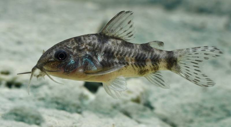 Marmorierter Panzerwels, Größe 'M' (Corydoras paleatus) von Tiere außer Diskus