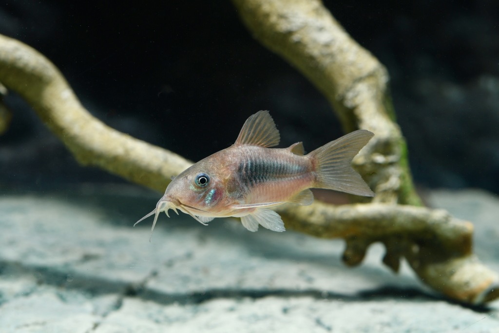 Metallpanzerwels, Größe 'ML' (Corydoras aeneus) von Tiere außer Diskus