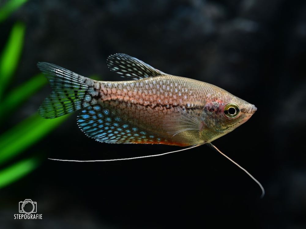 Mosaikfadenfisch L (Trichogaster leeri) von Tiere außer Diskus