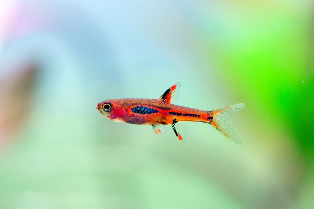 Moskitobärbling / Chili Rasbora (Boraras brigittae) - DNZ von Tiere außer Diskus