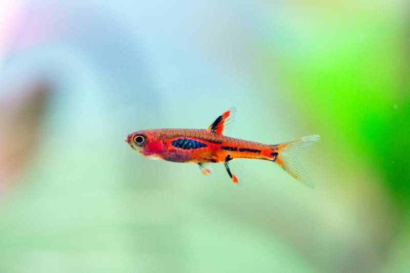 Moskitobärbling / Chili Rasbora (Boraras brigittae) - DNZ von Tiere außer Diskus