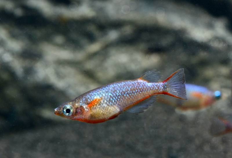 Neon oder Regenbogen Reisfisch (Oryzias woworae) von Tiere außer Diskus