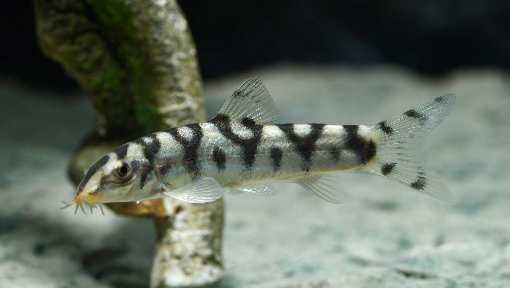 Netzschmerle (Botia lohachata NZ) von Tiere außer Diskus