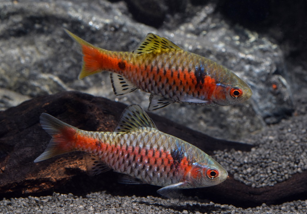 Odessa Barbe bzw. Rubinbarbe (Pethia padamia) von Tiere außer Diskus