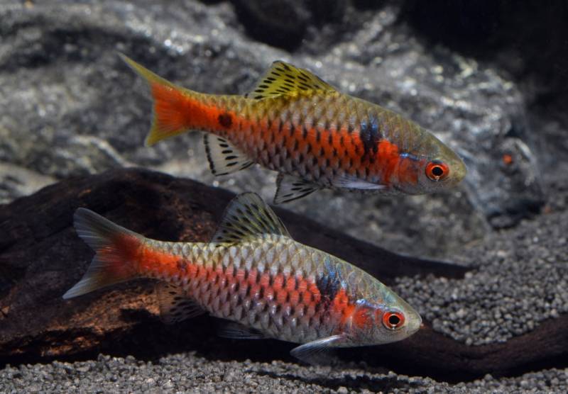 Odessa Barbe bzw. Rubinbarbe (Pethia padamia) von Tiere außer Diskus