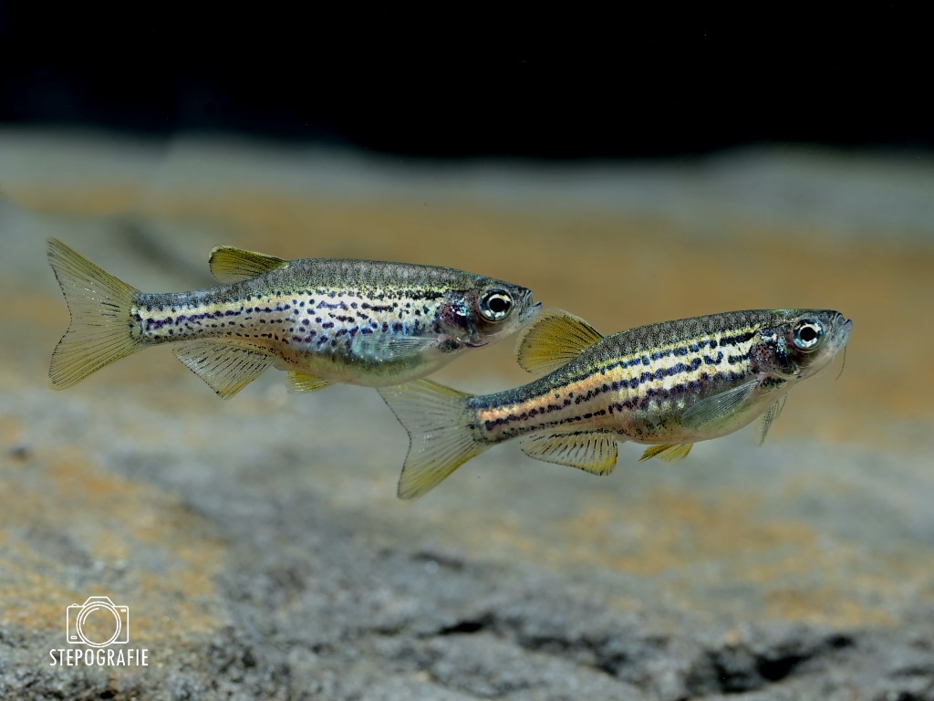Perldanio, Leopardbärbling (Danio rerio var, Brachydanio frankei) von Tiere außer Diskus