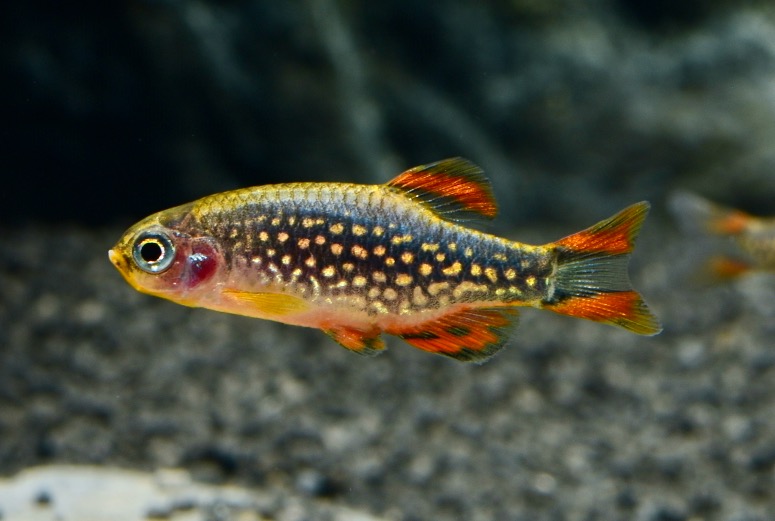 Perlhuhnbärbling (Danio / Celestichthys margaritatus DNZ) von Tiere außer Diskus