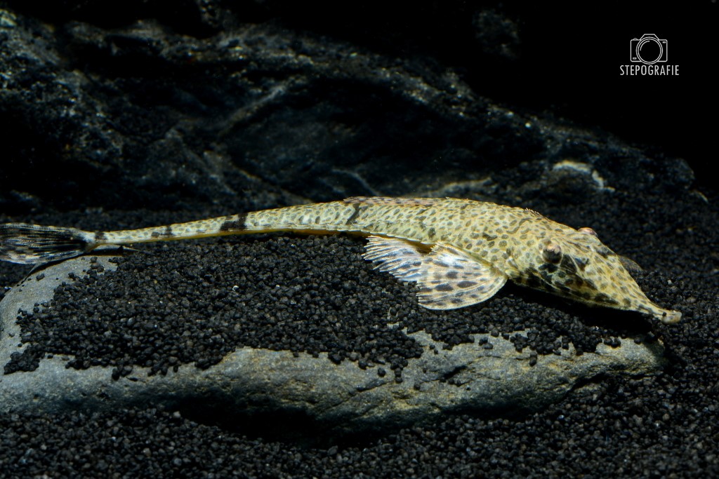 Pinocchio-Hexenwels (Hemiodontichthys acipenserinus) von Tiere außer Diskus