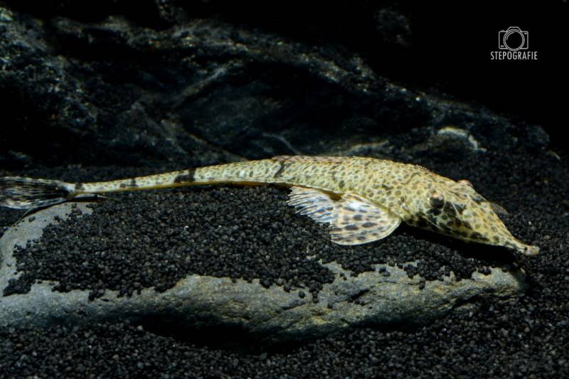 Pinocchio-Hexenwels (Hemiodontichthys acipenserinus) von Tiere außer Diskus