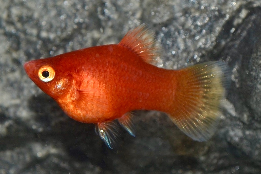 Platy Rot (Xiphophorus maculatus var.) von Tiere außer Diskus