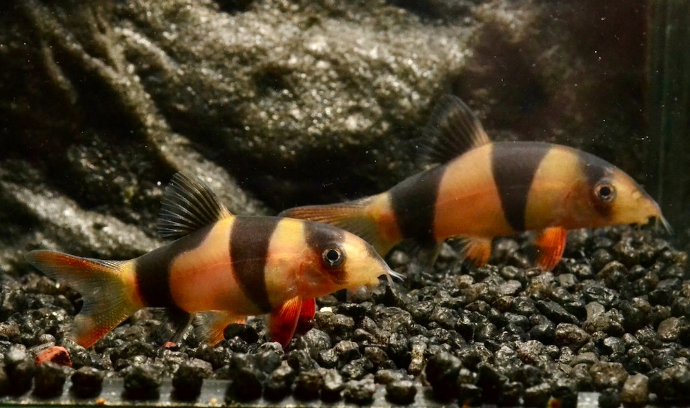 Prachtschmerle SM (Chromobotia macracanthus NZ) von Tiere außer Diskus