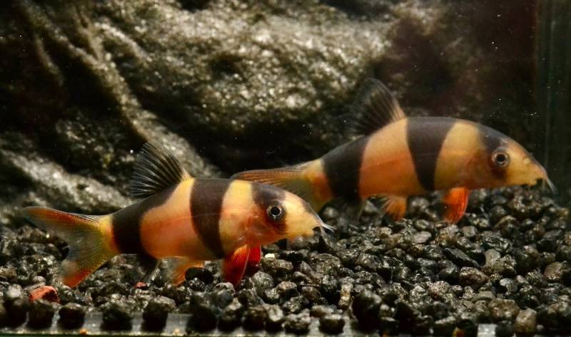 Prachtschmerle SM (Chromobotia macracanthus NZ) von Tiere außer Diskus