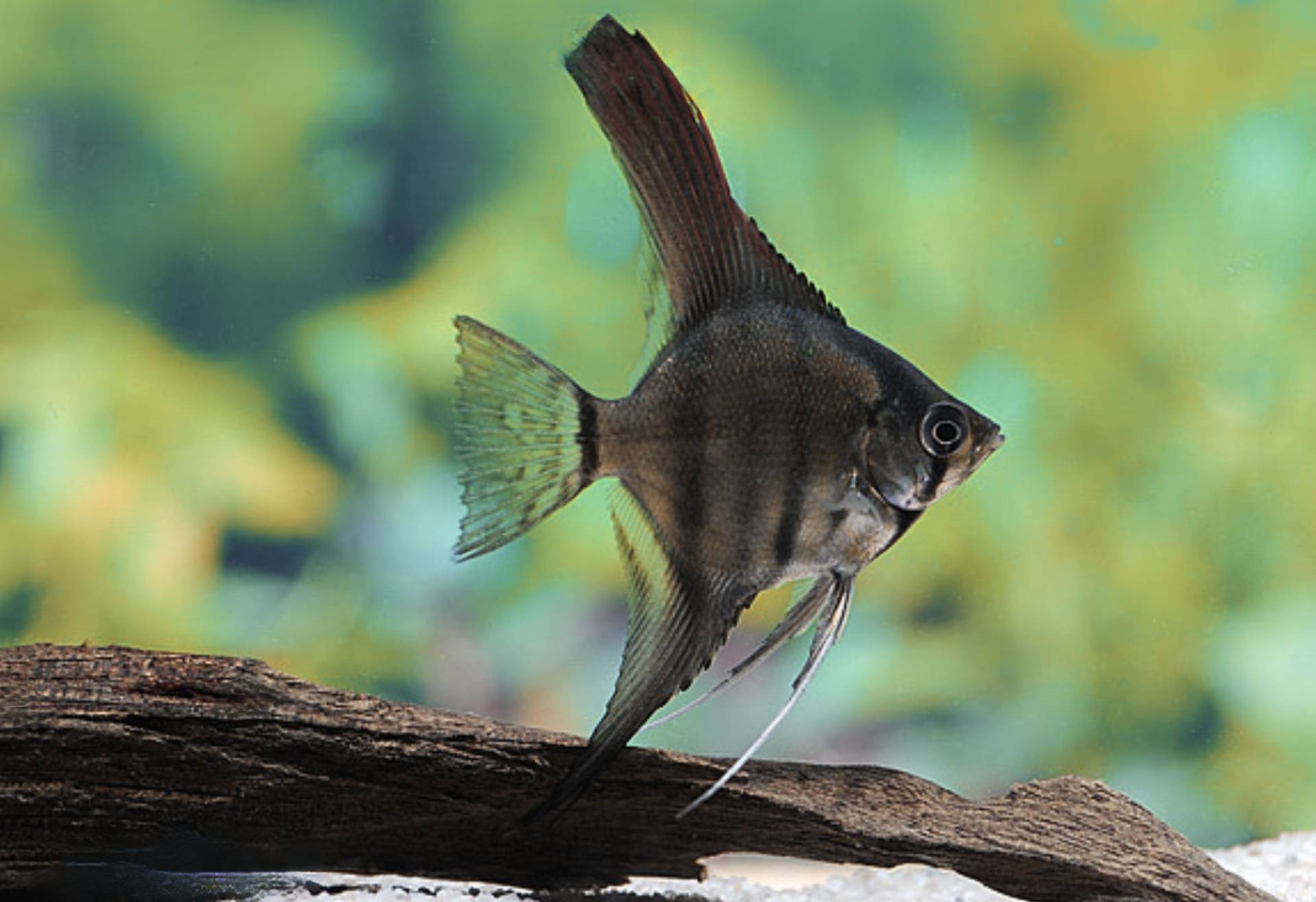 Rauch-Skalar (Pterophyllum scalare) von Tiere außer Diskus