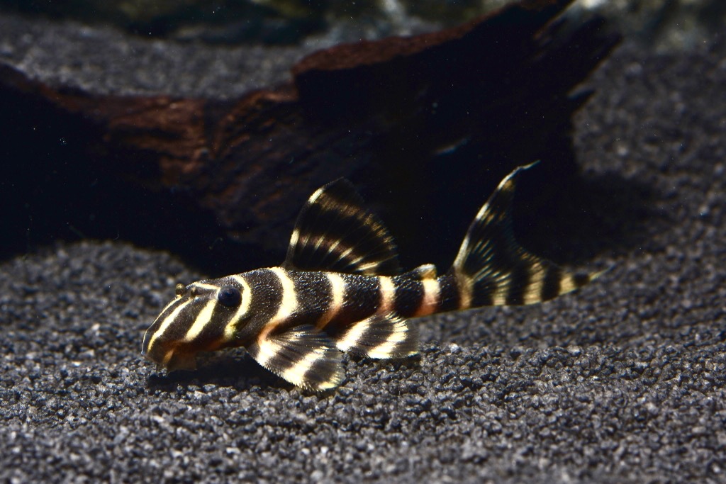 Ringelsocken Harnischwels (L 204 Panaqolus albivermis) von Tiere außer Diskus