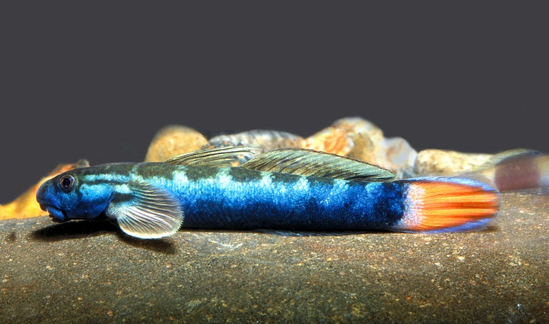 Rotschwanzgrundel (Sicyopterus lagocephalus) von Tiere außer Diskus