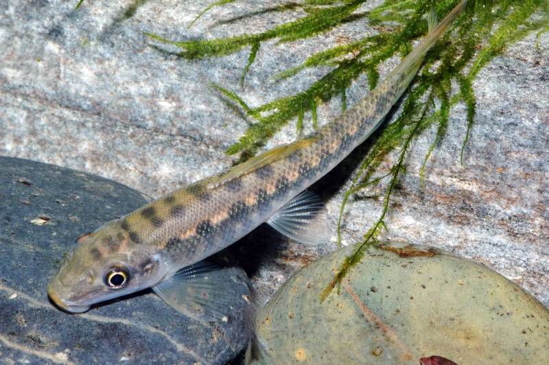 Saugschmerle M (Gyrinocheilus aymonieri) von Tiere außer Diskus