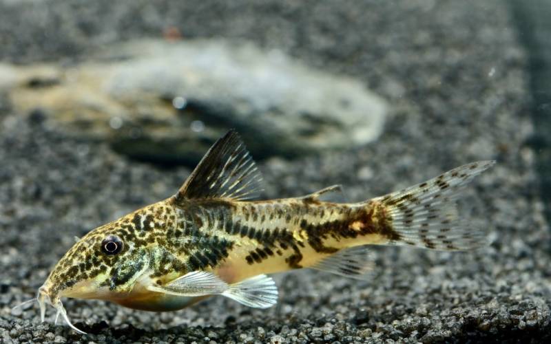 Schabracken Panzerwels (Scleromystax barbatus) von Tiere außer Diskus