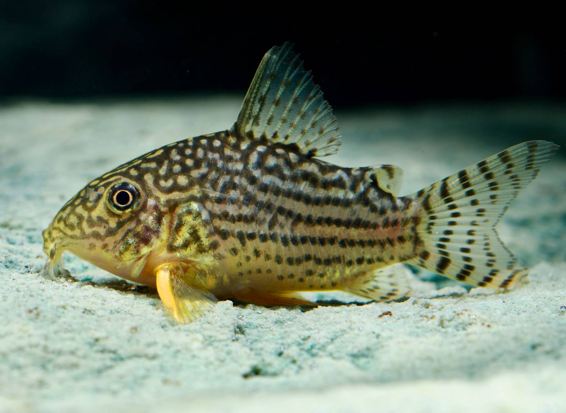 Schmuckflossen Panzerwels (Corydoras sterbai) XL von Tiere außer Diskus